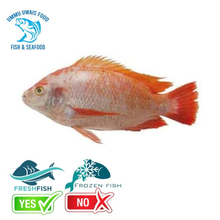 

Ikan Nila Merah Segar Fresh - 500 Gram