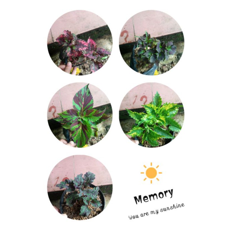 paket 5 tanaman hias miana - tanaman miana hias