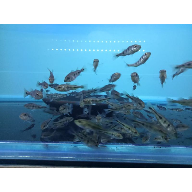 Baby Pbass Mono 4-5cm fix (IndukanSSB)