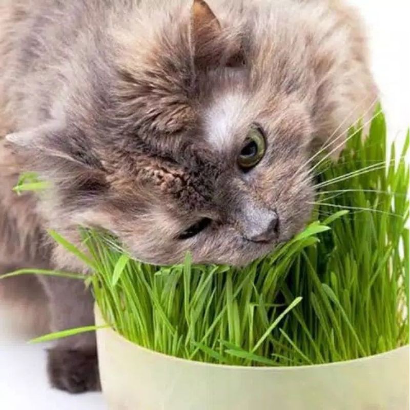 Benih biji gandum rumput kucing 50gr