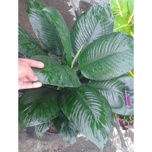 Tanaman Hias Sepatu filum bangkok Daun jumbo Siap pajang