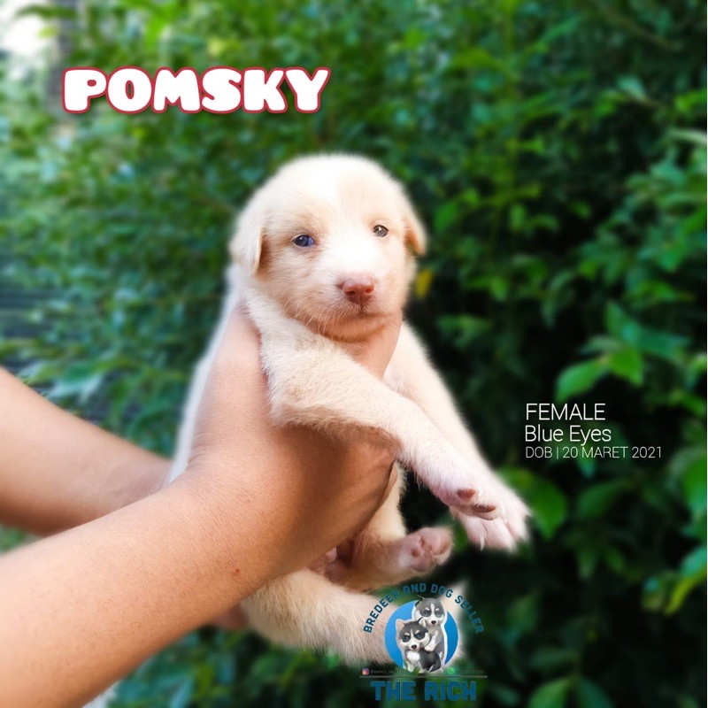 Anjing Pomsky