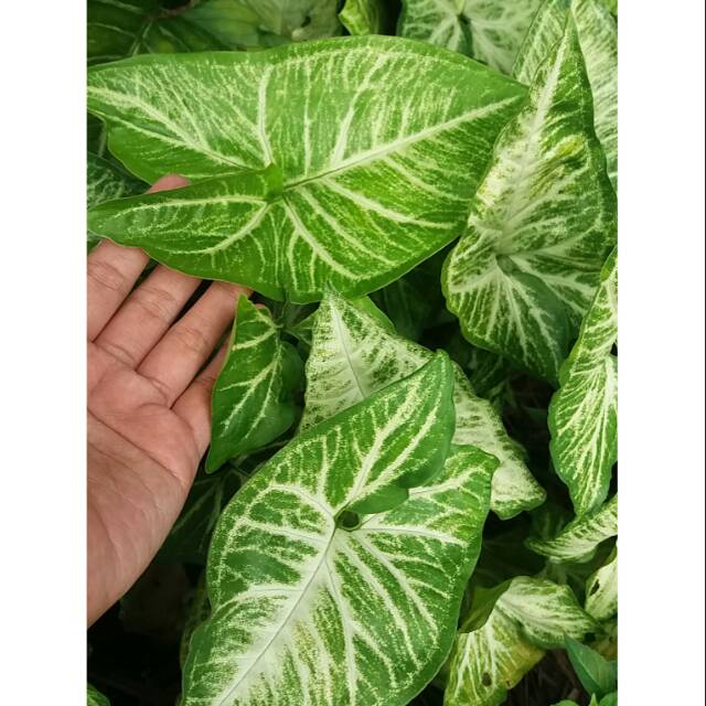 Syngonium Batik Ijo Keladi Isi 2 Pohon Shopee Indonesia