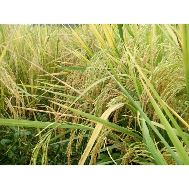 Biji Padi Unggull Bibit Cbagasasi 5 Kg Biji Padi Unggul