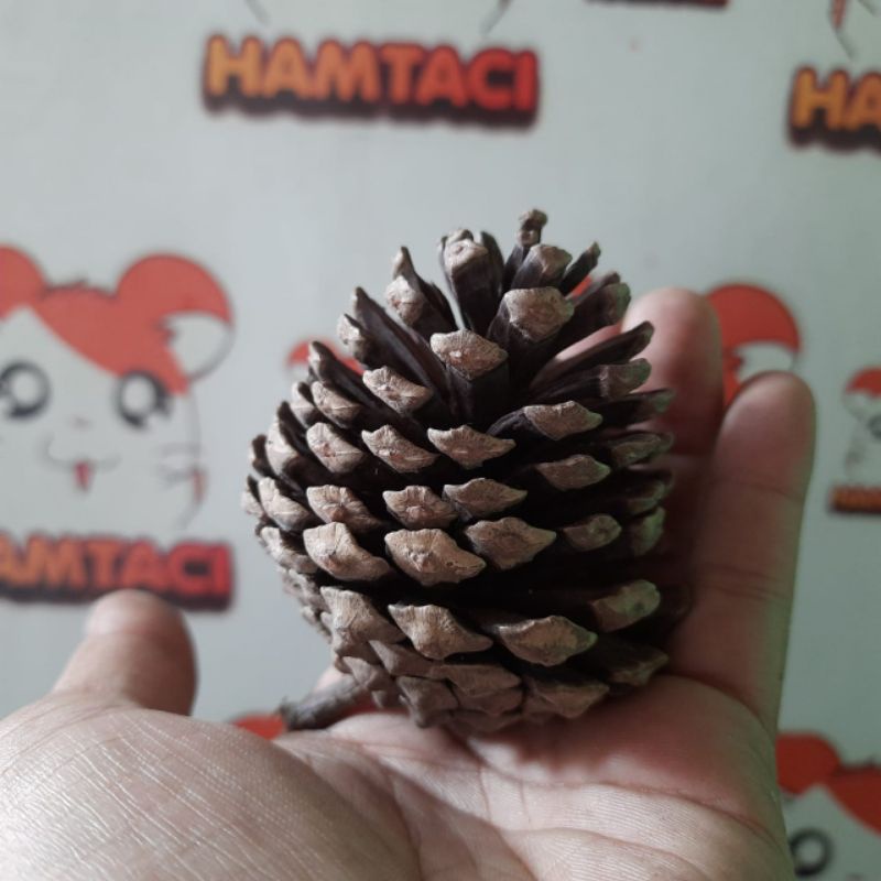 PINE CONE NATURAL CHEWING FOR HAMSTER/GIGITAN HAMSTER/PENGERAT