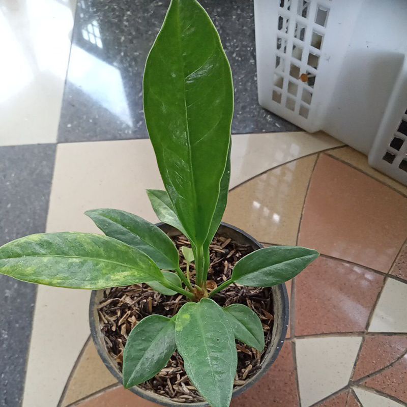 Jemani varigata dari induk mangkok tornado