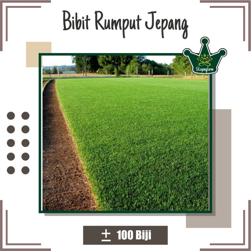 Bibit Rumput Golf Bermuda Grass Rumput Swiss