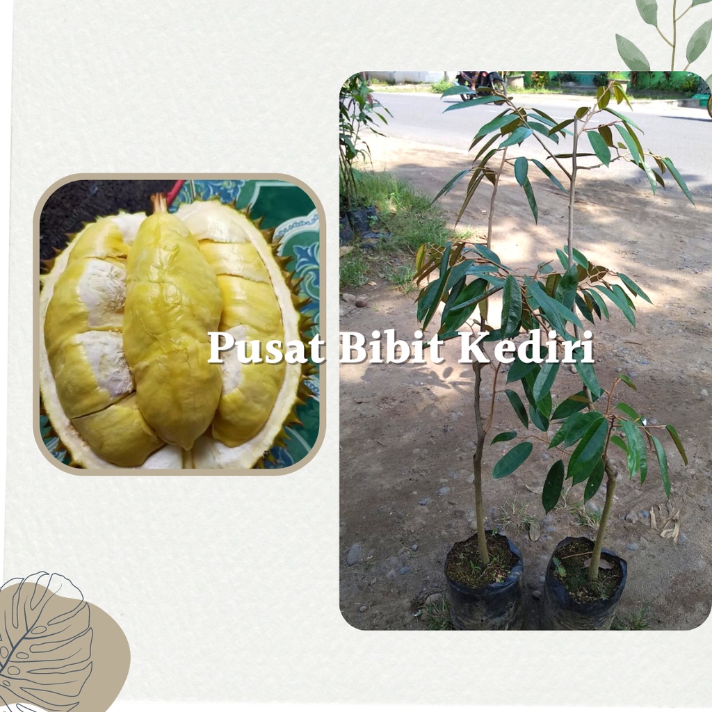 Bibit Buah Durian Matahari | Benih Tanaman Durian Matahari