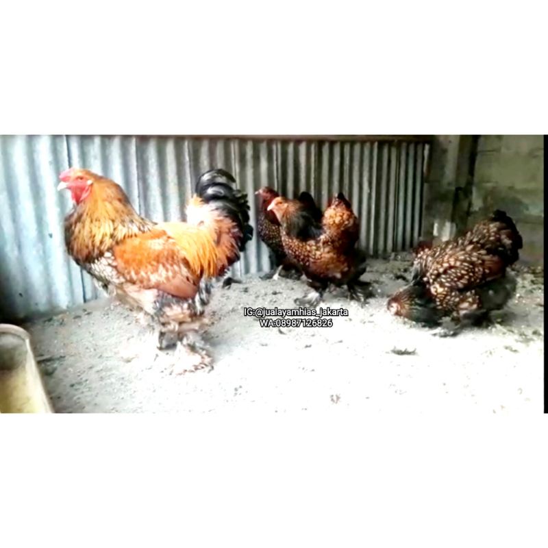 AYAM BRAHMA GOLD LACED ANAKAN USIA 1 BULAN INDUK TERLAMPIR