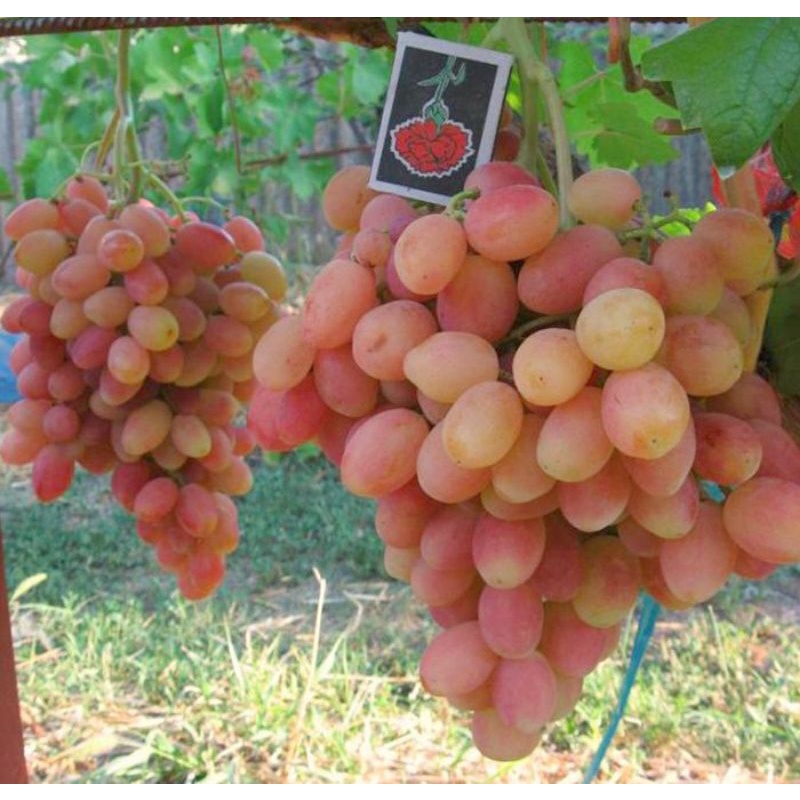 bibit anggur import julian_tanaman buah anggur import grafting mudah berbuah