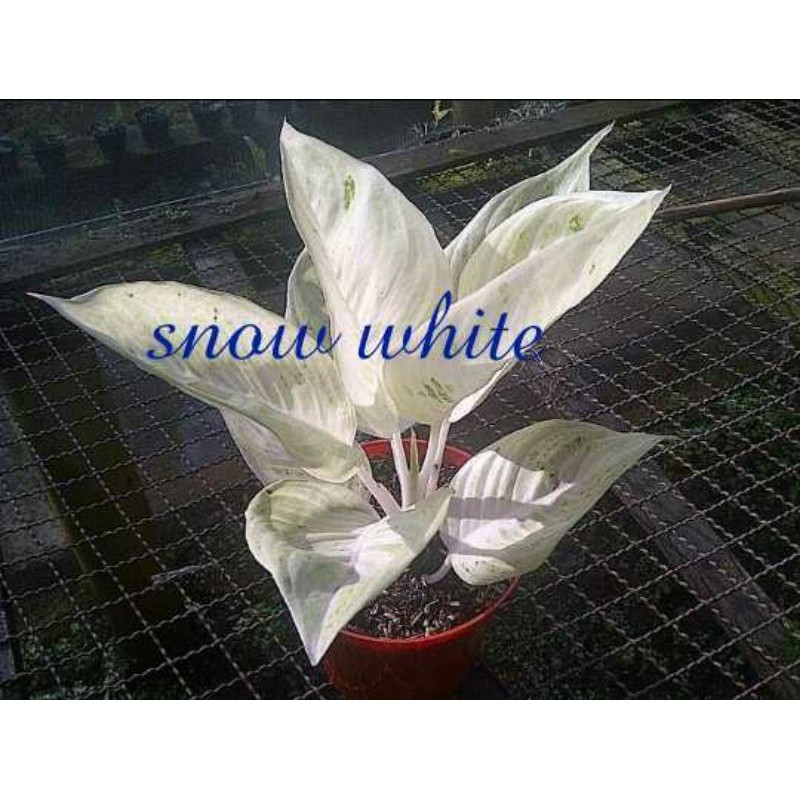 benih aglonema snow white