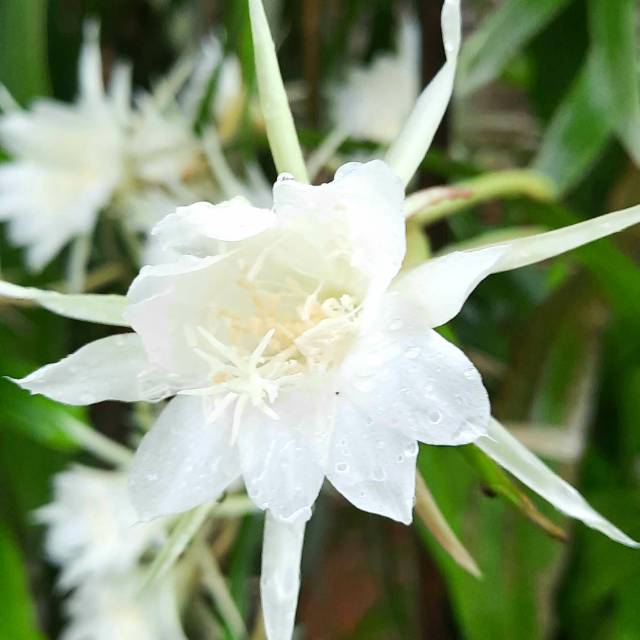 zsy4s2xmp8