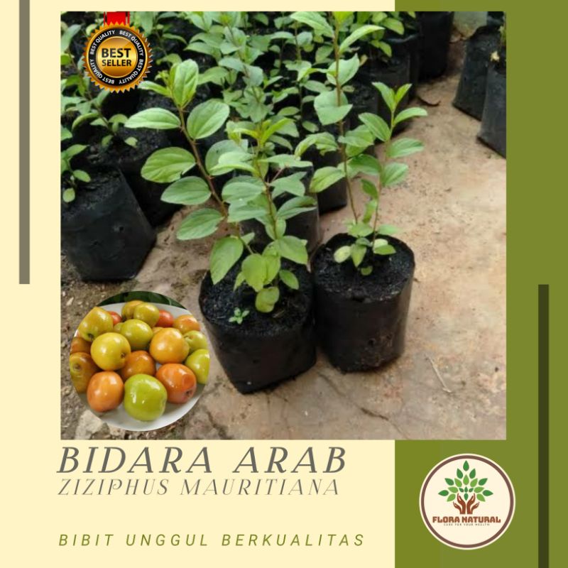 Bibit tanaman bidara arab Pohon bidara arab