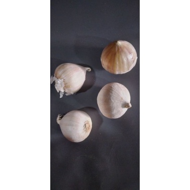 

Bawang Tunggal /Bawang lanang per 4 biji