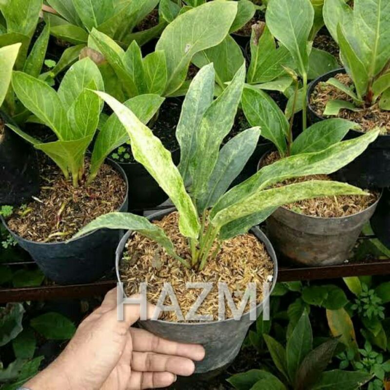 Anthurium keris varigata