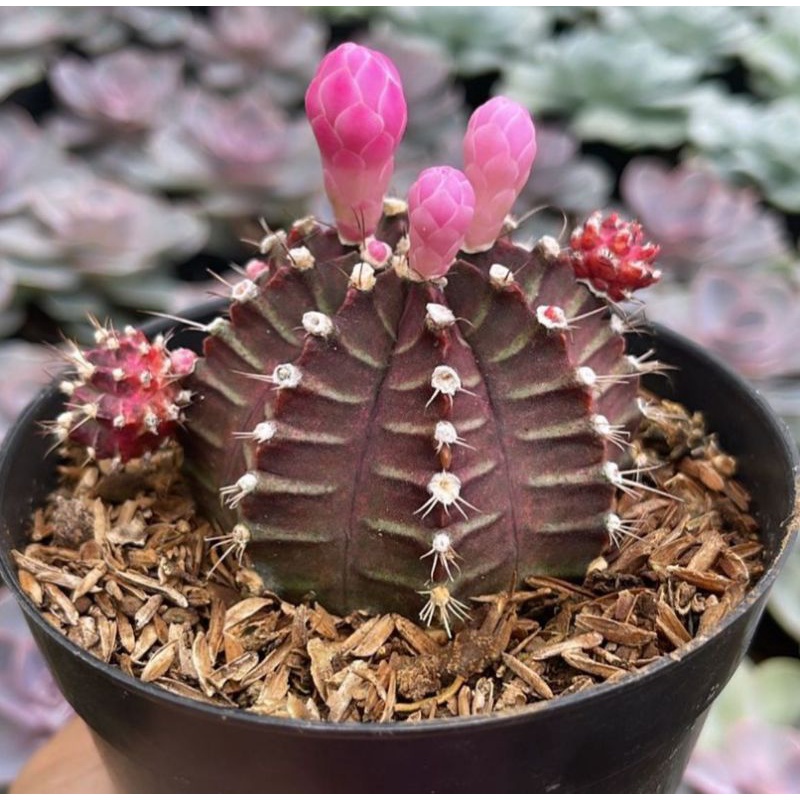 Kaktus Gymno Ownroot  Siklam