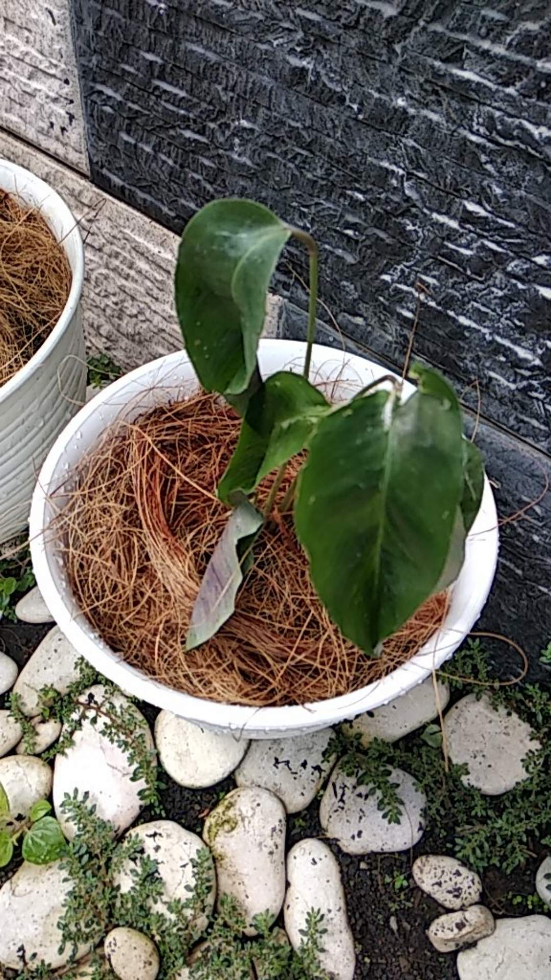 Paket Tanaman Hias Calathea ( Murah )