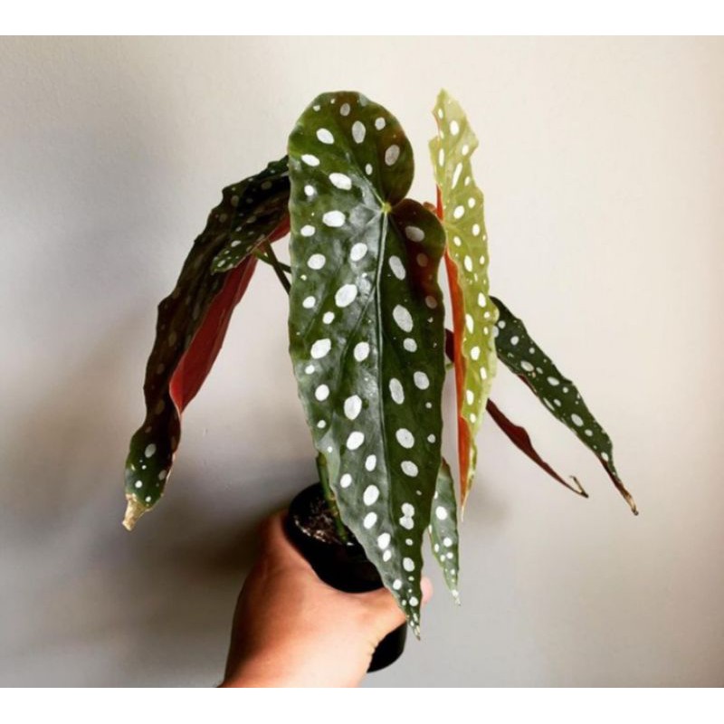 tanaman hias/begonia/begonia polkadot/begonia murah