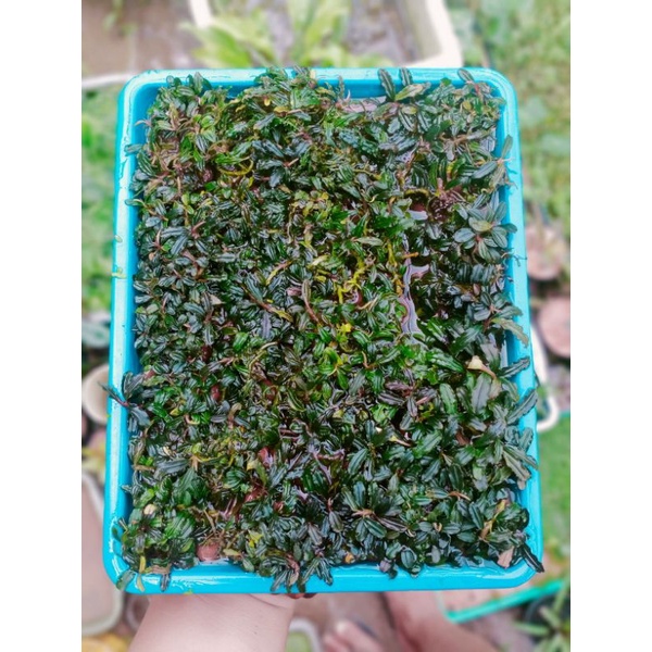 Buce Mini Phantom (pernampan)