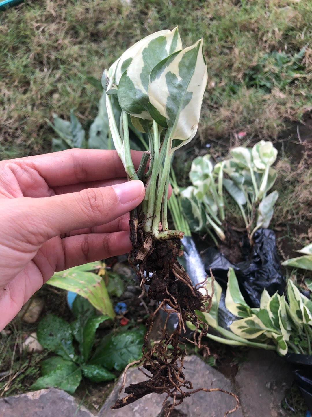 Tanaman Hias Srigading Koin-tanaman Gantung