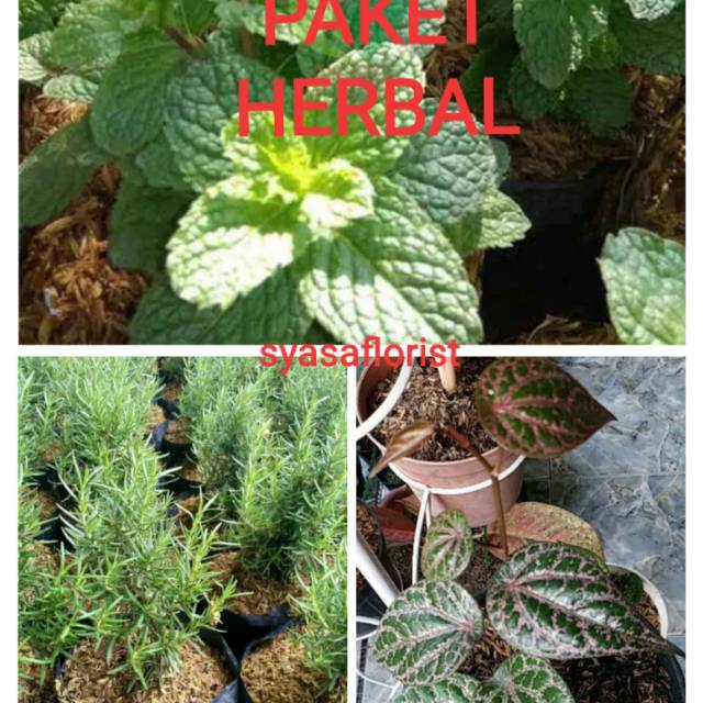 PAKET TANAMAN HIAS HERBALIFE