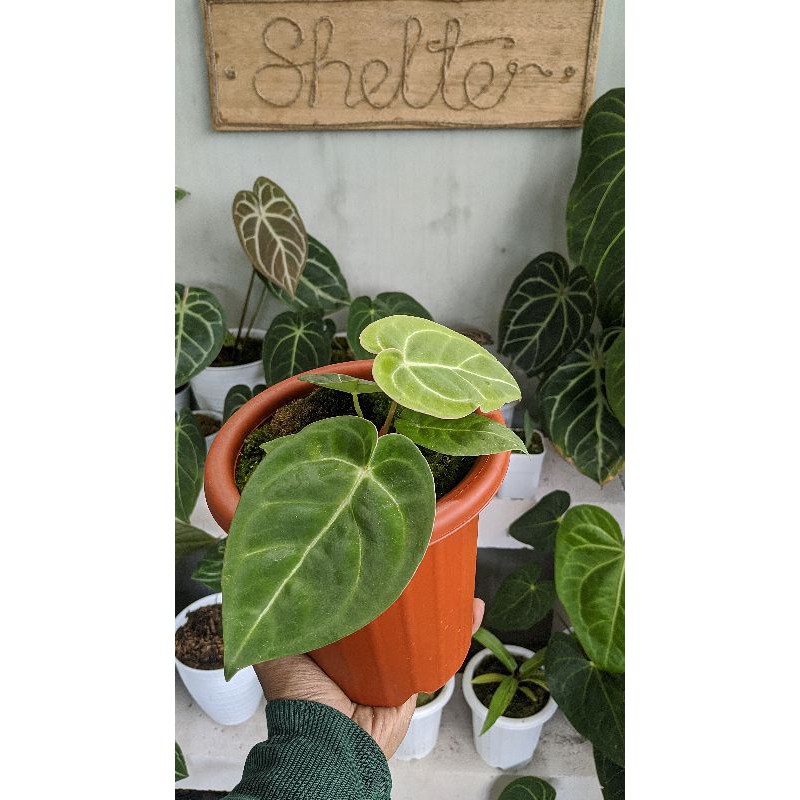 Anthurium Dressleri X Veitchii