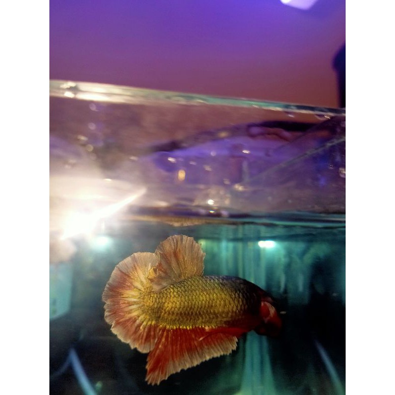 Fccp Red Copper Gold zize L (realpict video)