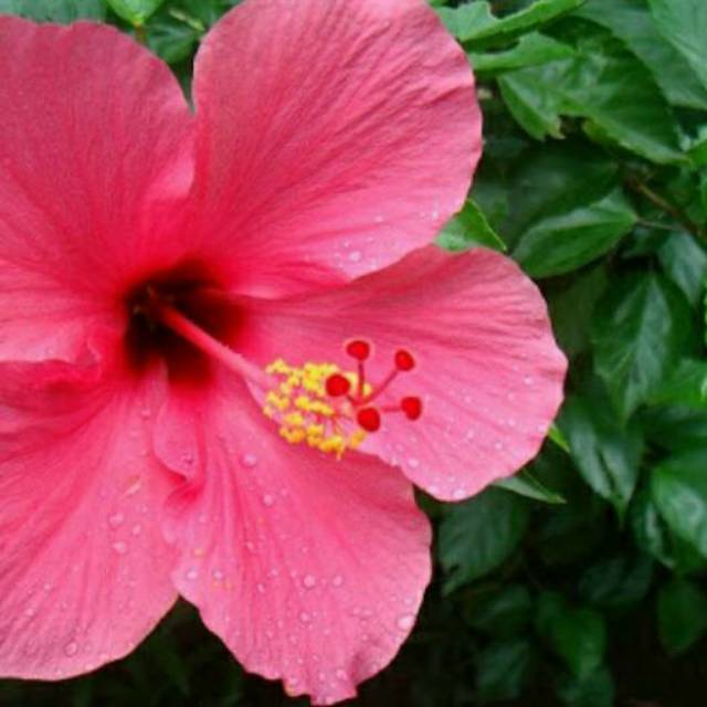 Tanaman Bunga Hibiscus Bangkok Merah/Kuning/Pink