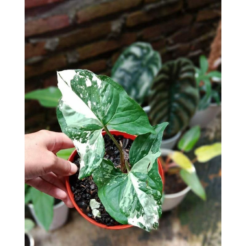 syngonium albo variegata