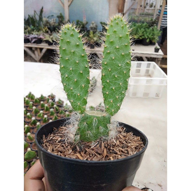 

opuntia berbuluuu