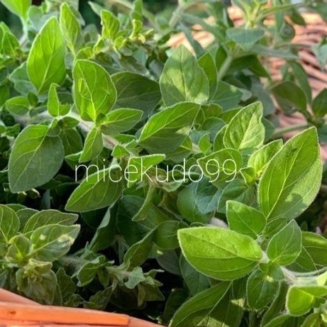 

DAUN OREGANO SEGAR 100GR / OREGANO LEAVES FRESH ITALIAN HERBS HERBAL