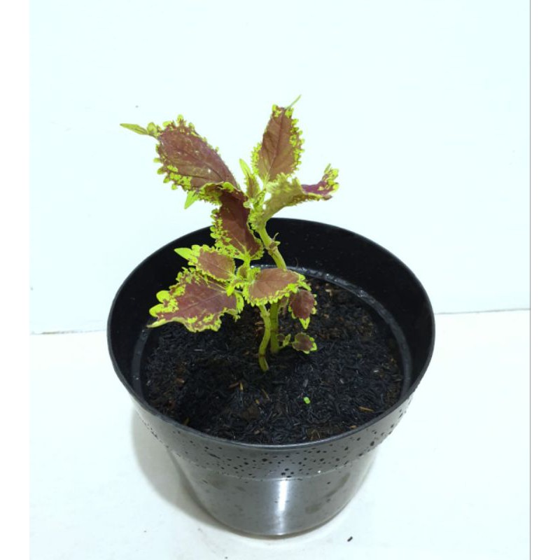 Grosir Tanaman Hias Bandung Murah Aglonema Miana Merah