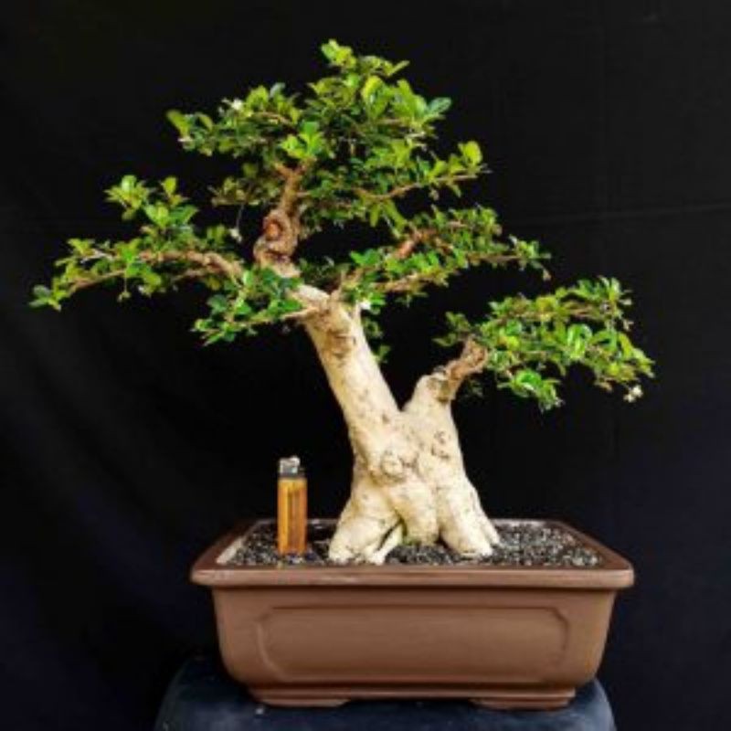 Bonsai Pohon Import Hokianti Bunga Bonggol Besar Prospek
