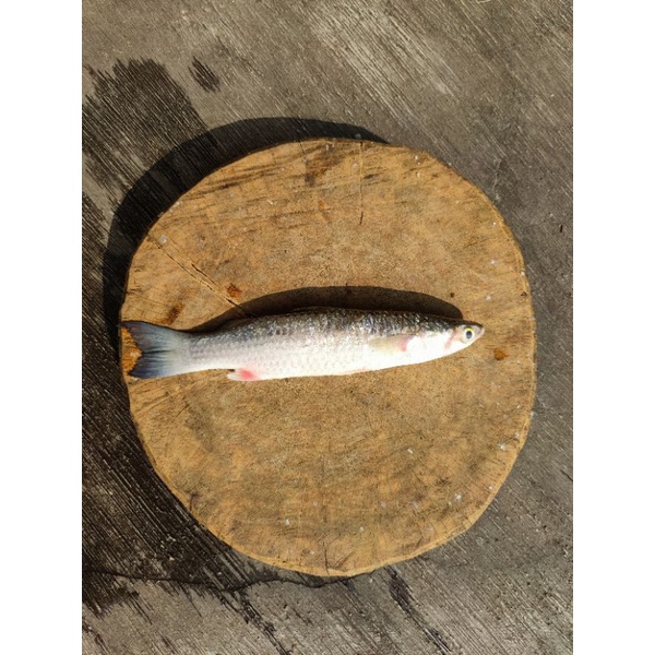 

Ikan Belanak 1 kg