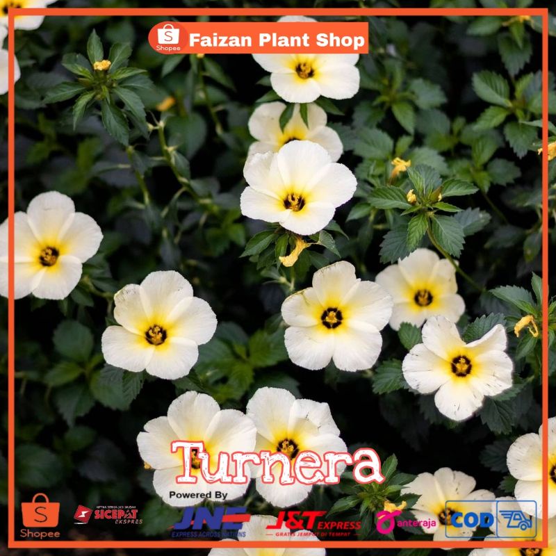 tanaman hias turnera | tanaman yolanda