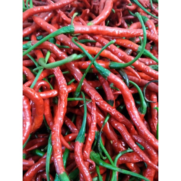 

Cabe Merah Kriting
