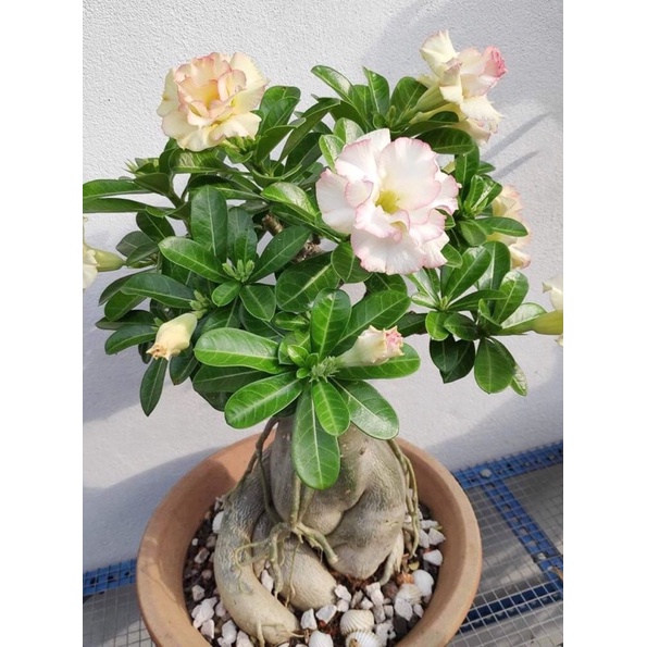 Tanaman hias hidup adenium bunga putih bonsai / tanaman hias bonsai adenium / tanaman hias murah / bonsai / adenium