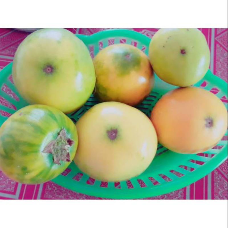 (10biji) bibit/benih terong asam pontianak biji terong asam asli kalimantan barat