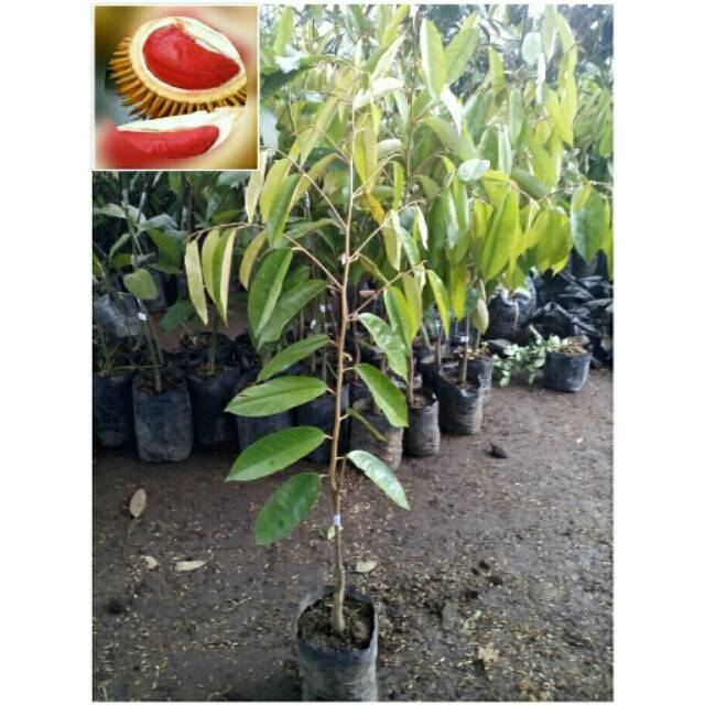 Bibit Durian Merah Banyuwangi