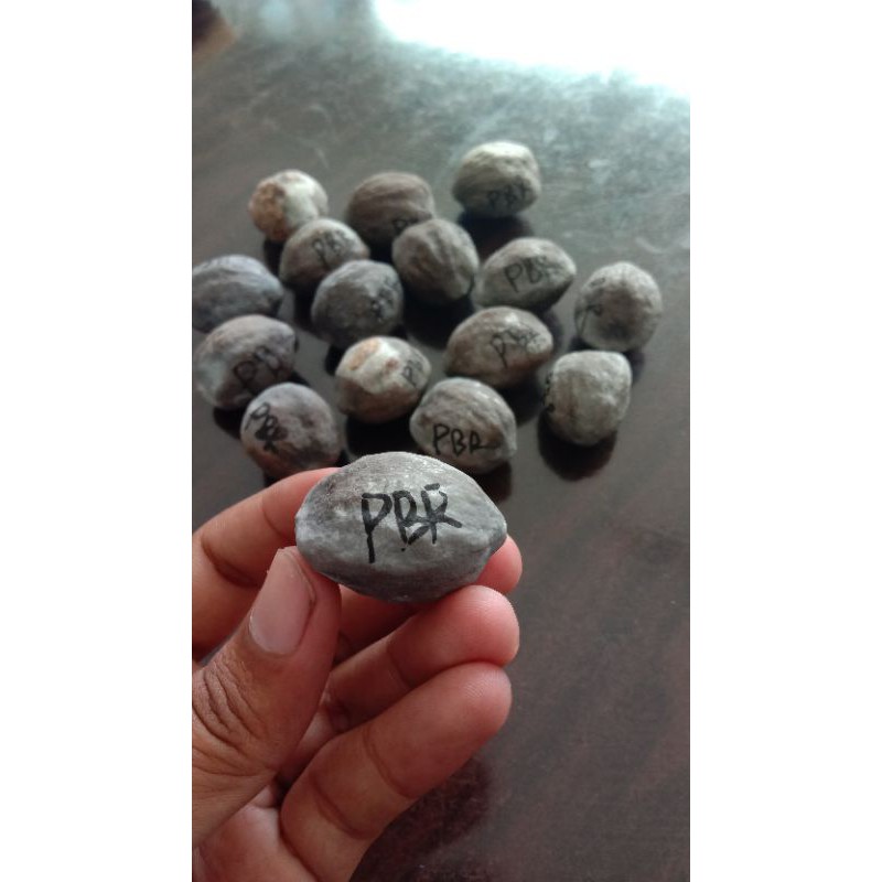 Muncang adu jenis Jawa silang jalim