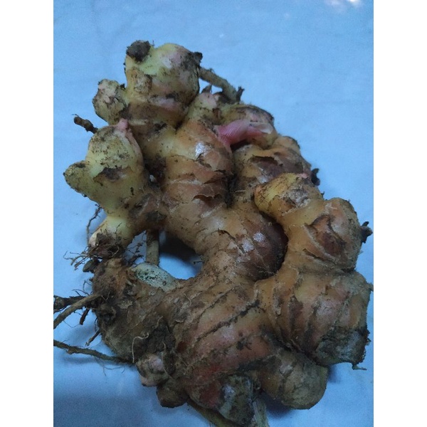 

Jahe segar asli 250gr