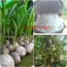 Bibit Kelapa Kopyor Asli-Bibit Tanaman Buah Kelapa Kopyor-Bibit Buah Kelapa Kopyor Berkualitas
