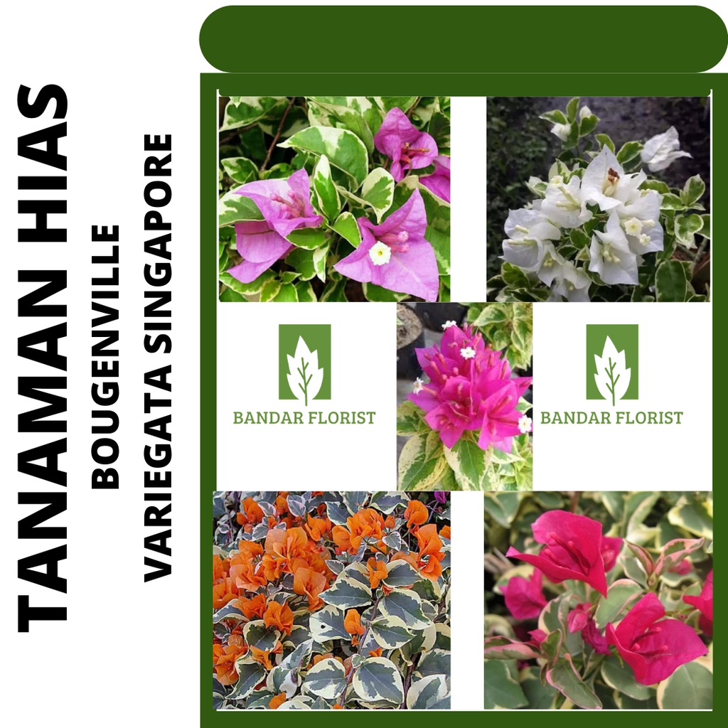 Bougenville Variegata (Bougenfile)- Tanaman Hidup Bunga Bougenville Variegata Ready 4 Warna