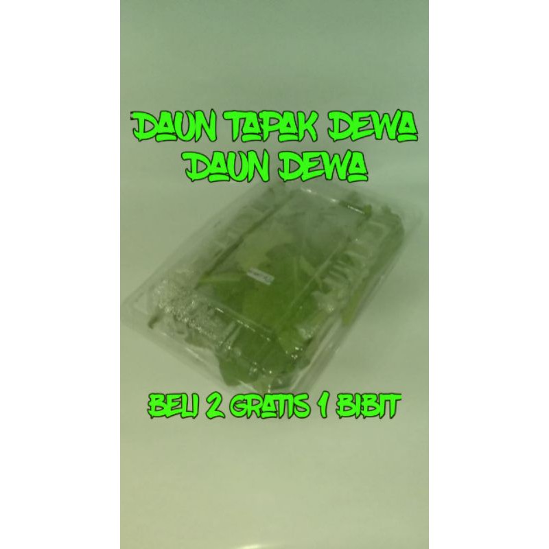 

Daun Tapak Dewa/ Daun dewa 250 grm #tanaman herbal #herbal #kesehatan