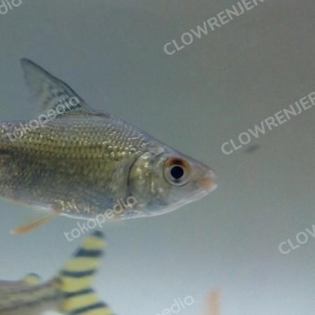 ♪ ikan yff yellow feifeng ☚