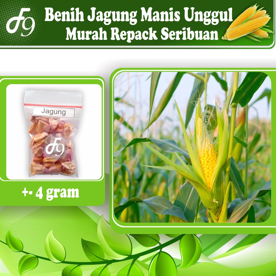 Benih Bibit Jagung Manis Murah Repack Seribuan