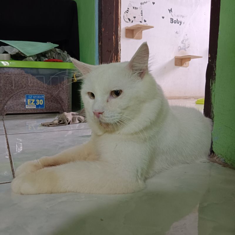 Kucing Persia Anggora Jantan Adult Dewasa