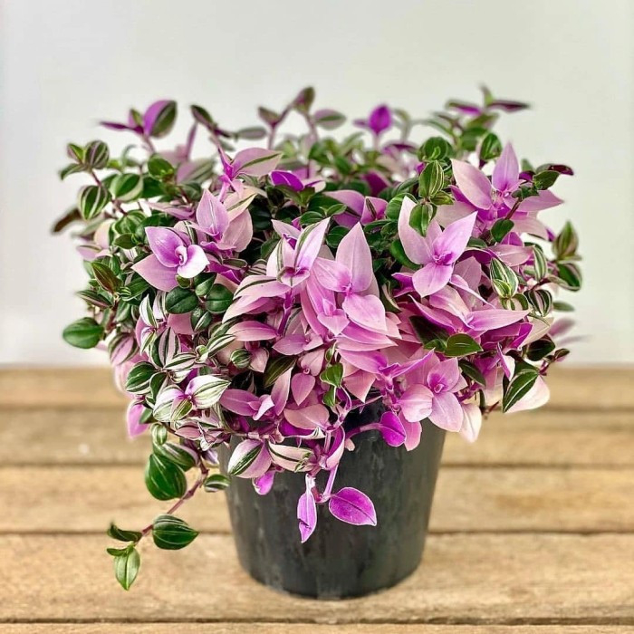 TANAMAN HIAS GANTUNG TRADESCANTIA TRICOLOR