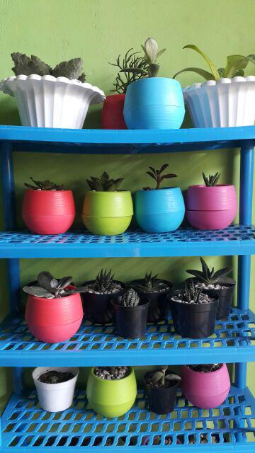 Sukulen Murah Dan Hemat Dengan Berbagai Macam Variant Sudah Termasuk Pot 10cm