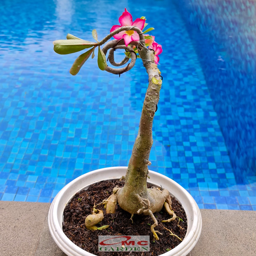 Tanaman Hias Bonsai Adenium Arabicum Obesum Kamboja Jepang B-KJ-015